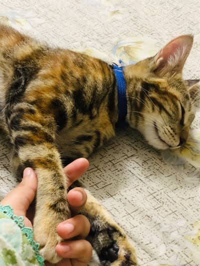 Purr-fect Pepper