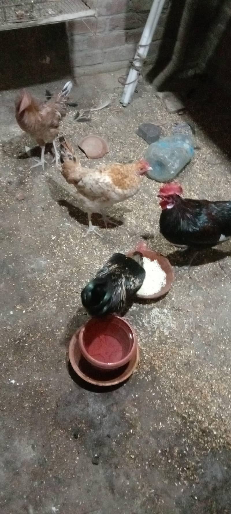 hen pair 0