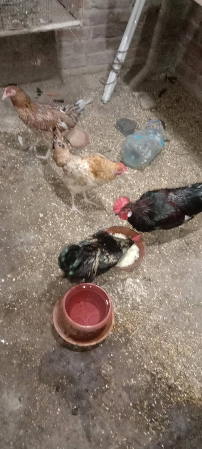 hen pair 1