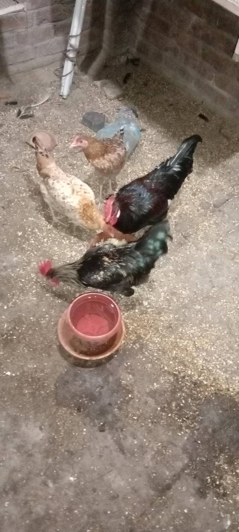 hen pair 2
