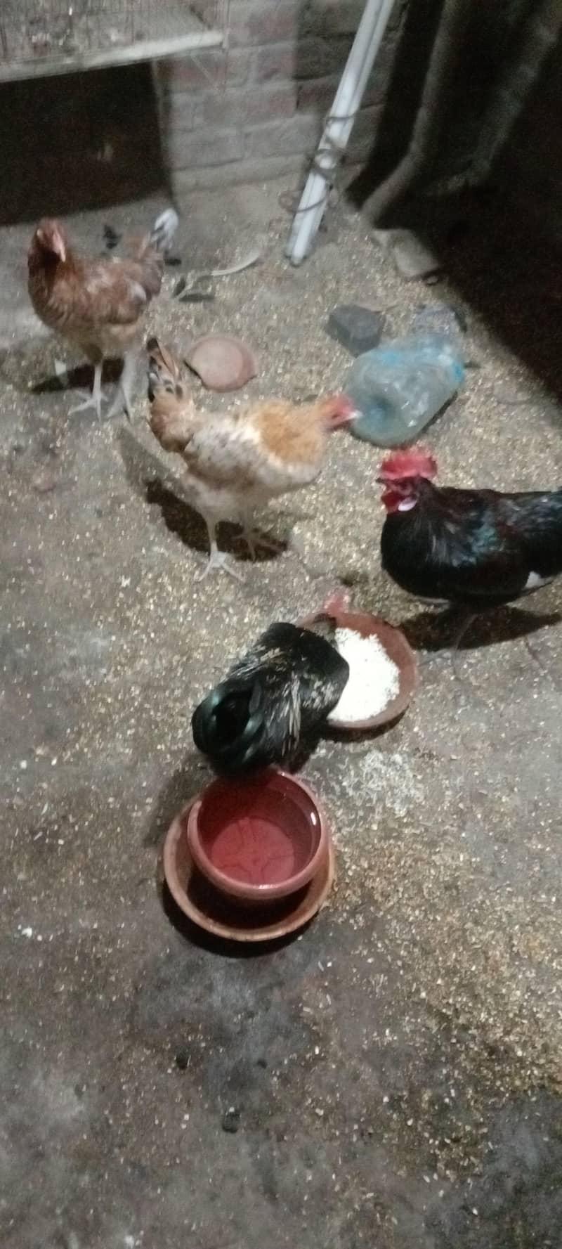 hen pair 3