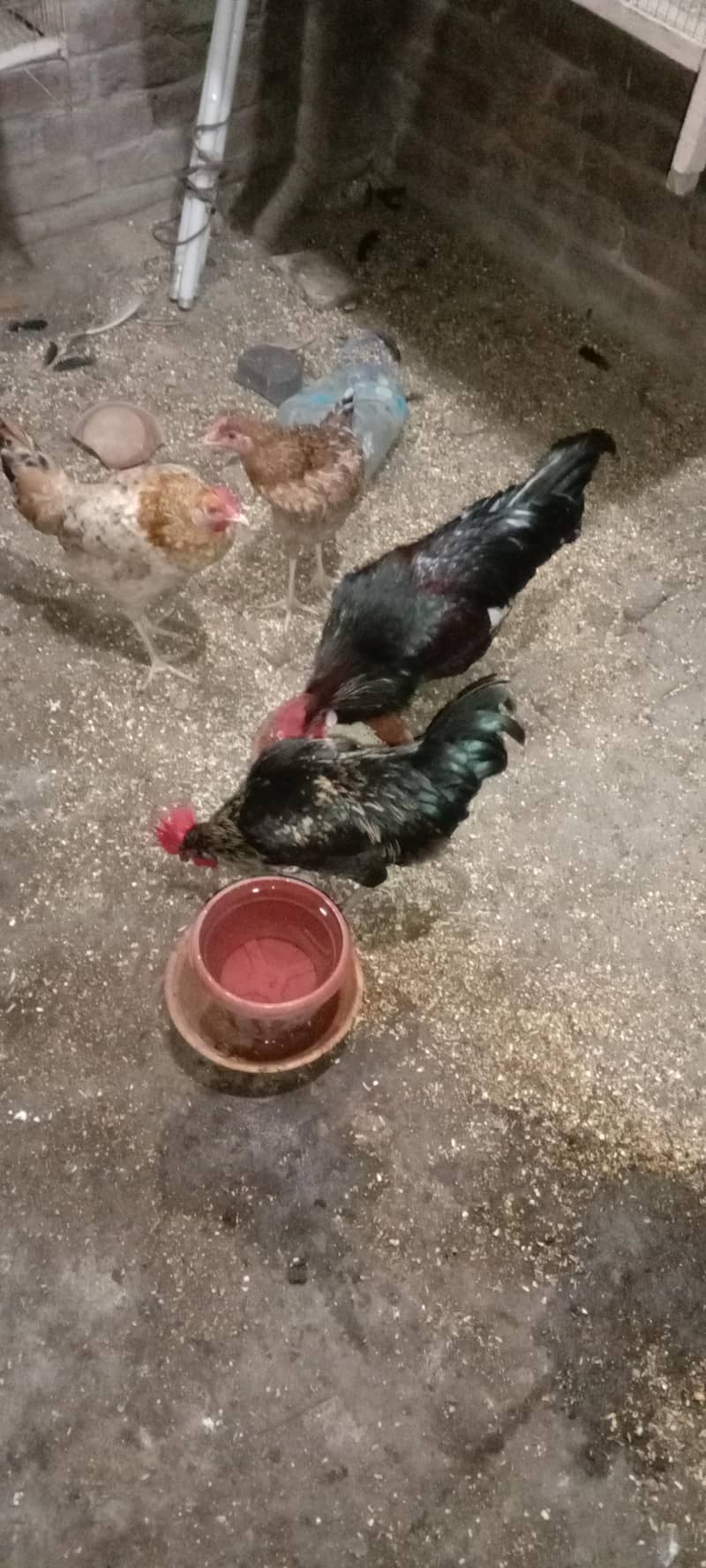 hen pair 5