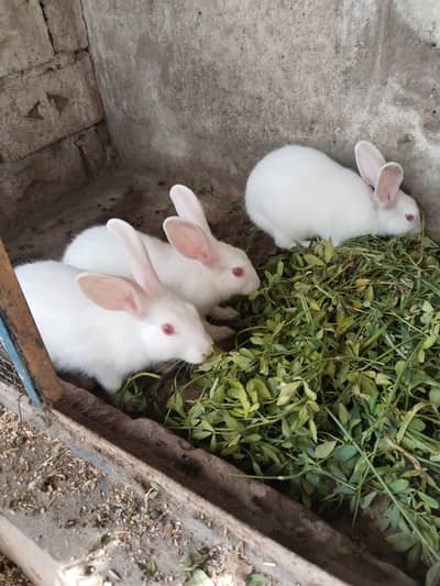white color Red eyes rabbits
