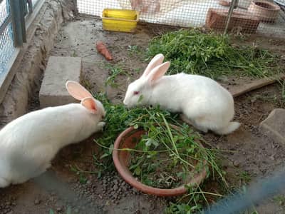 white color Red eyes rabbits