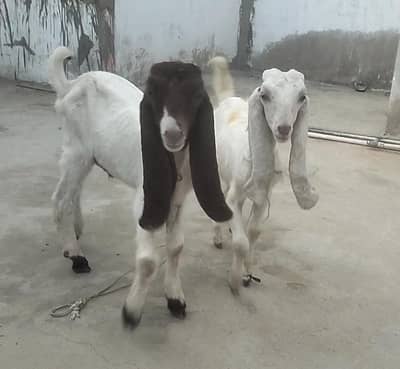 2 Bakray Males