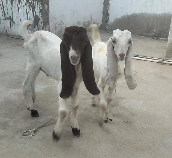 2 Bakray Males 0