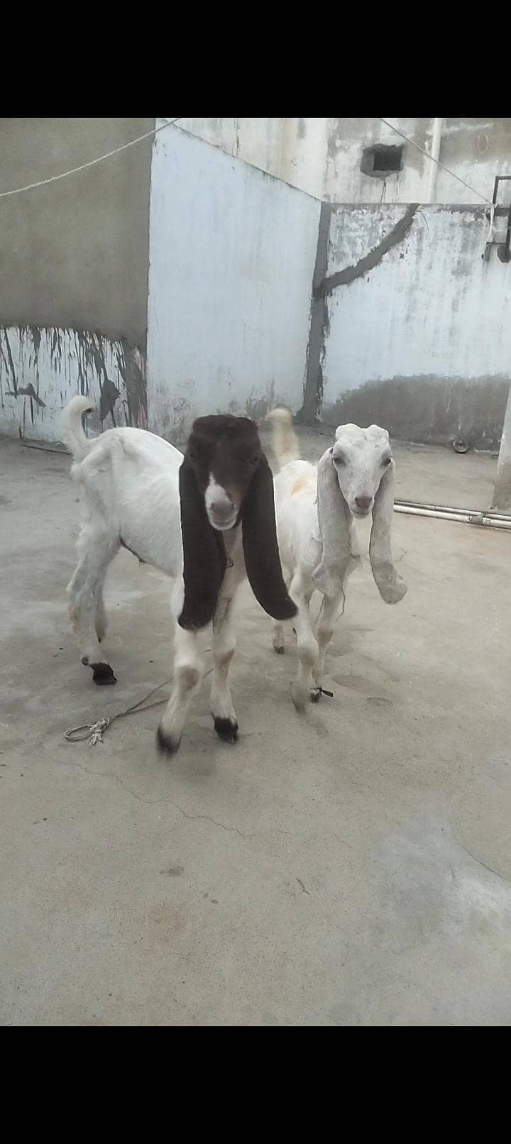 2 Bakray Males 1