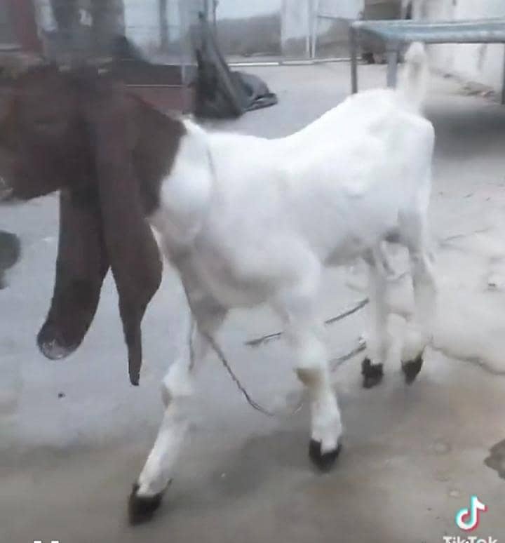 2 Bakray Males 6