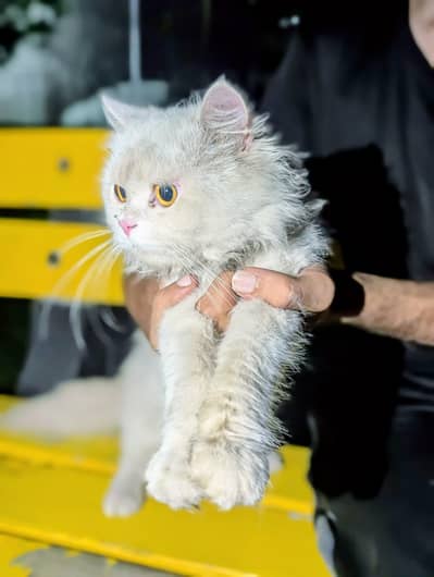 Persian Cat Urgent for sale