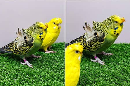 Hogoromo Breeder pairs
