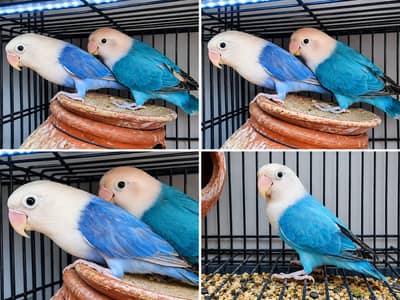 Hogoromo Breeder pairs
