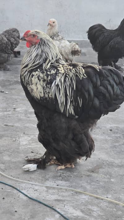 dark brahma