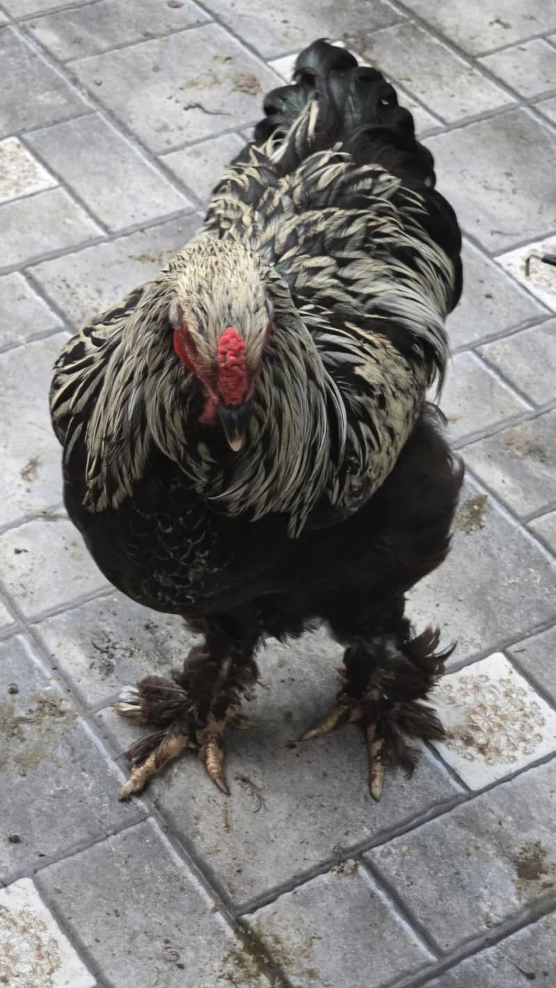 dark brahma 3