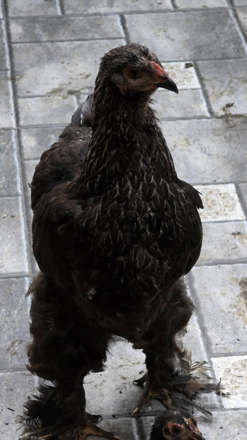 dark brahma 4