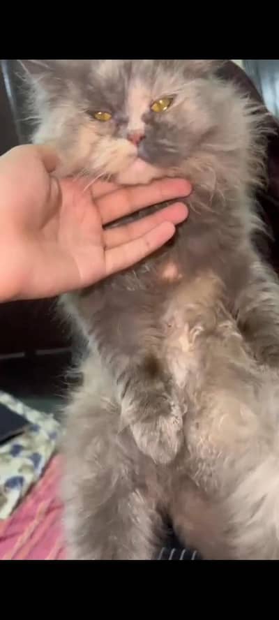 pure Persian female cat