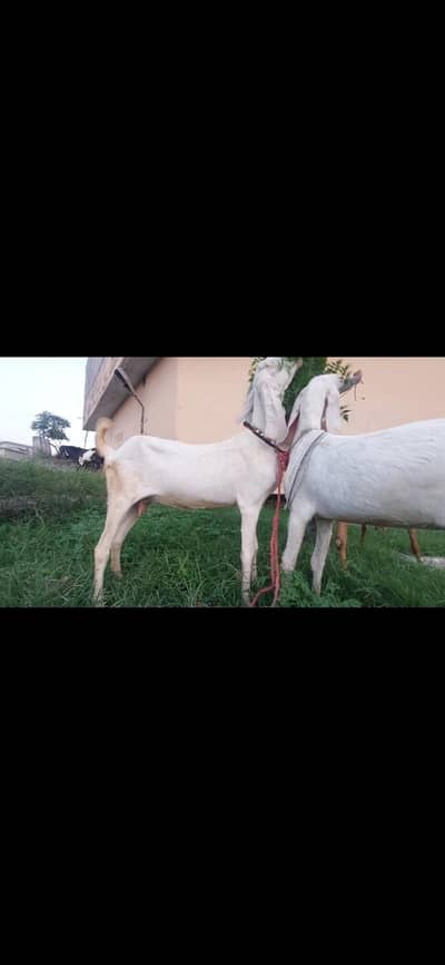 3 RAJAN PURI GOATS FOR SALE