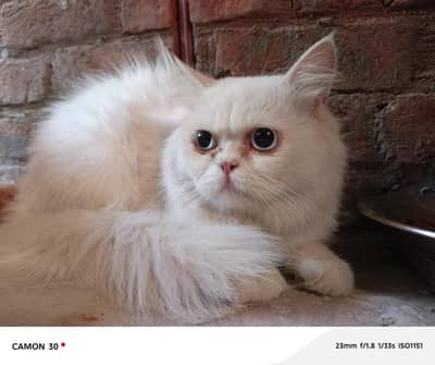Breeder Punch Pinkish Nose Blue Eyes Cat Male For Sale 0305.4364606