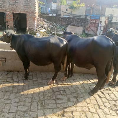 2 katty and 3 choti tazi soi milk 10, 16 kg mobile 0333-8684983