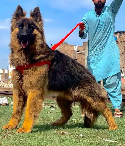 German Shepherd long coat male dog for sale
