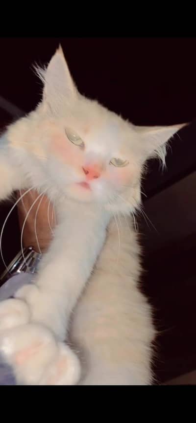 cat for sale