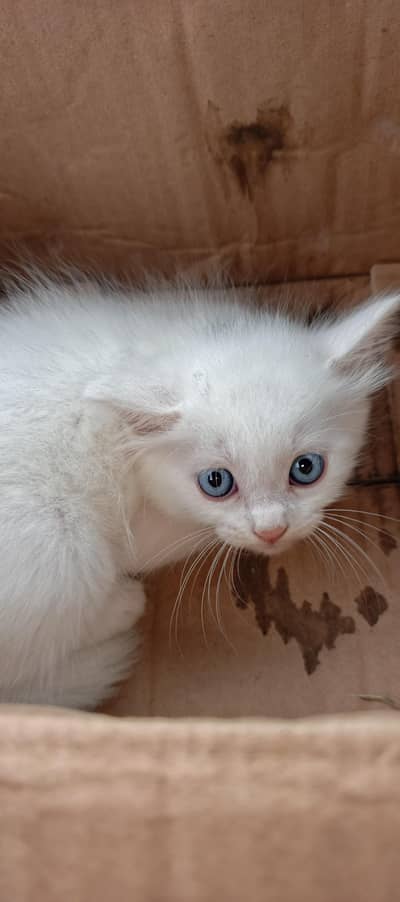 blu eyes kittan 03125718522 whatap