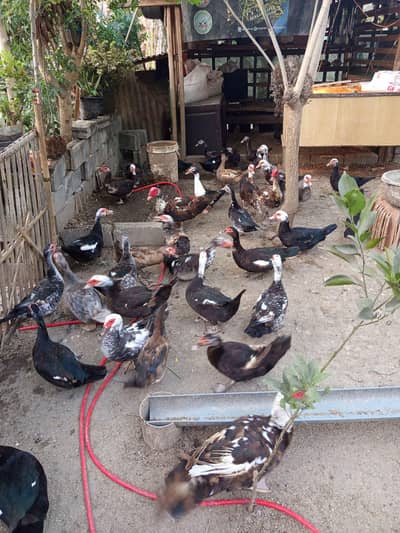 muscovy ducks sale