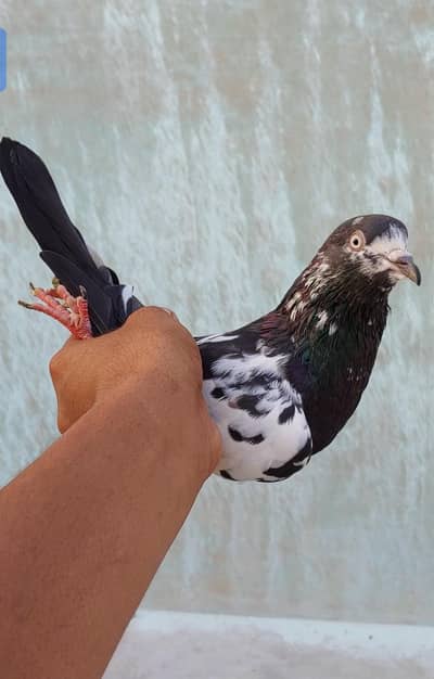 tady rampori male for sale.