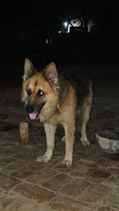 German Shephed Dog for urgent sale 03007177905