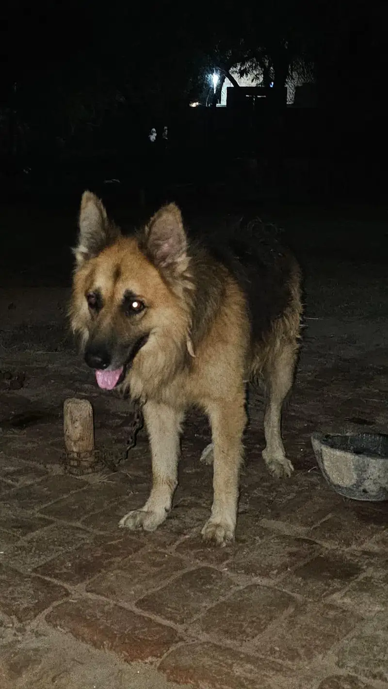 German Shephed Dog for urgent sale 03007177905