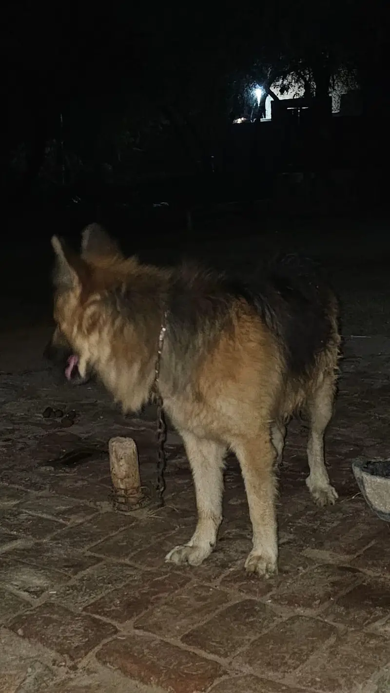 German Shephed Dog for urgent sale 03007177905 — photo 2