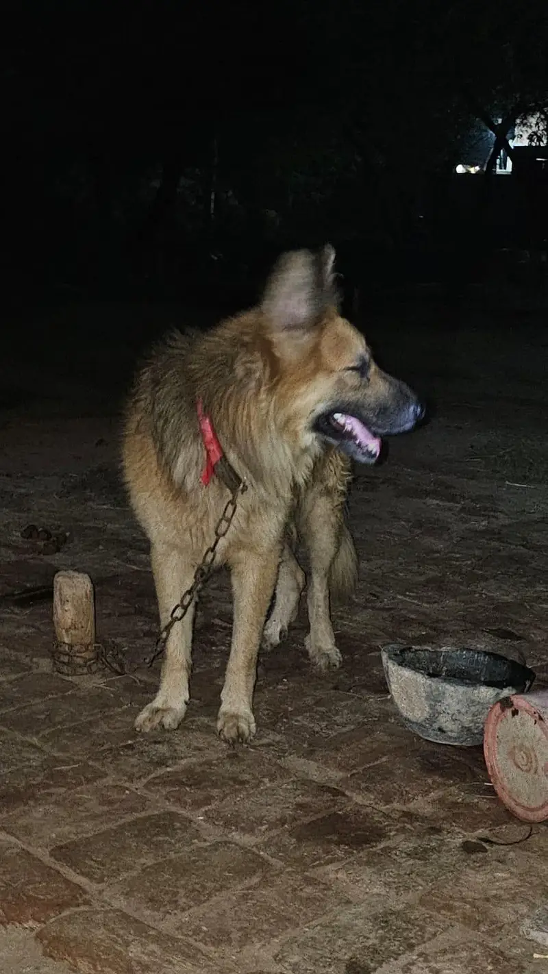German Shephed Dog for urgent sale 03007177905 — photo 3