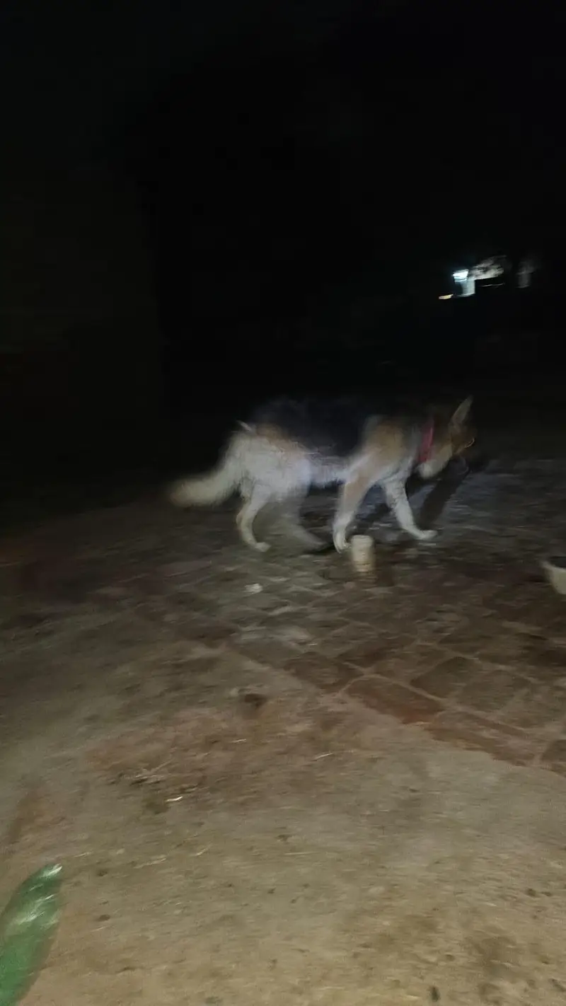 German Shephed Dog for urgent sale 03007177905 — photo 4