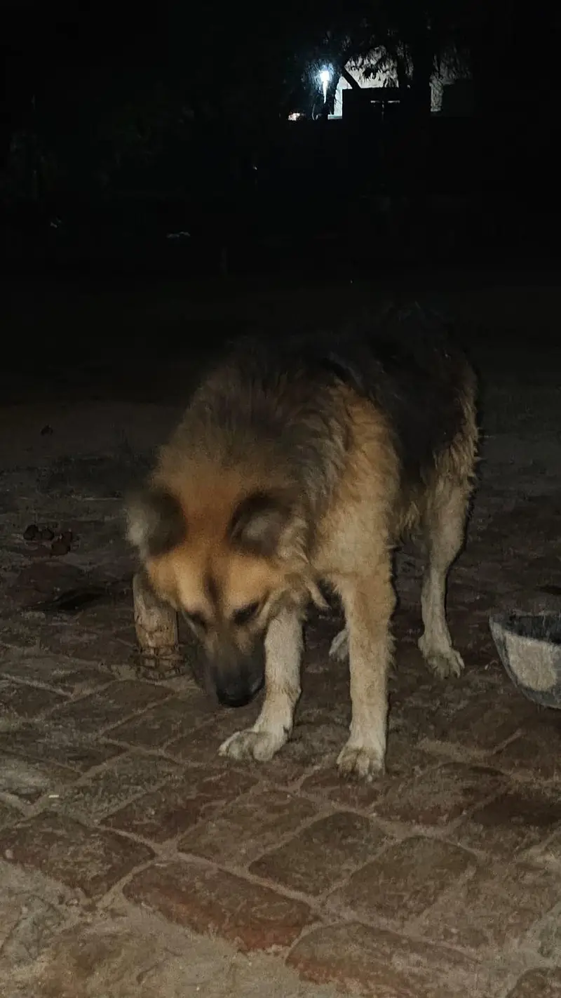 German Shephed Dog for urgent sale 03007177905 — photo 5