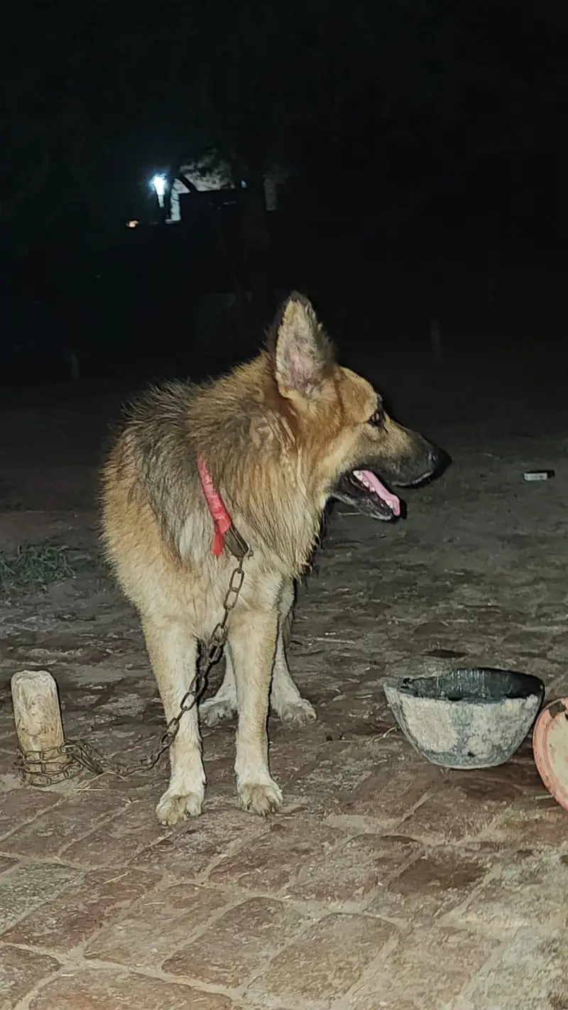 German Shephed Dog for urgent sale 03007177905 — photo 6