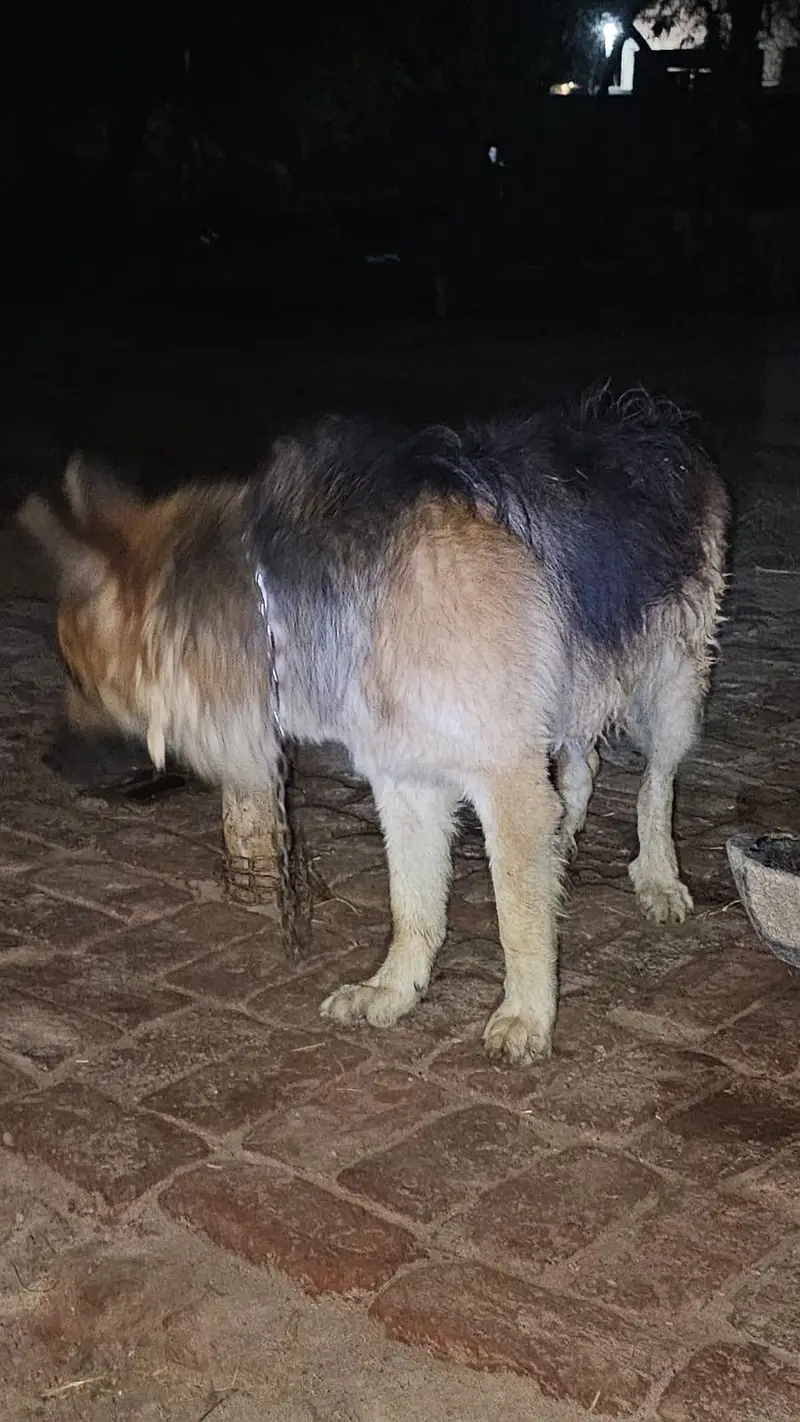 German Shephed Dog for urgent sale 03007177905 — photo 7