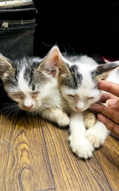 Persian double coat type mix
