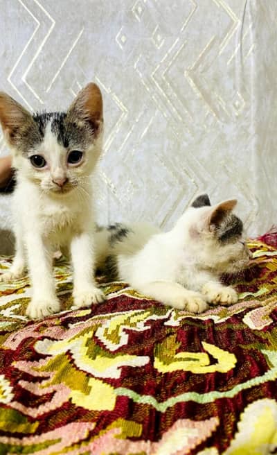 Persian double coat type mix kittens pairs