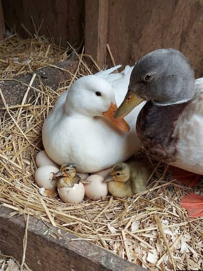 Chaines beautiful other Ducks