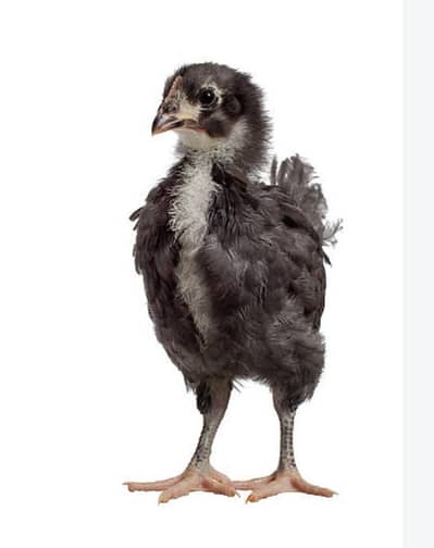 Australorp chicks