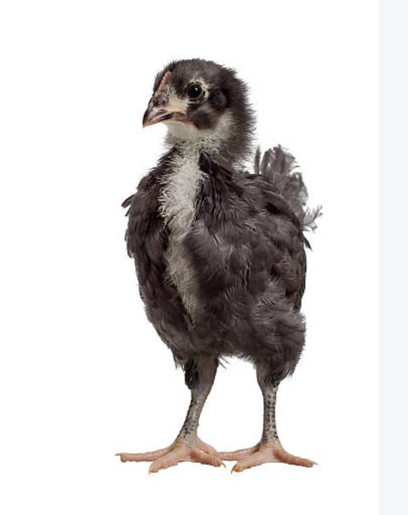 Australorp chicks 0