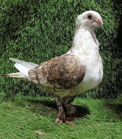 Sentient chocolate Cherry Breeder Female For Sale
