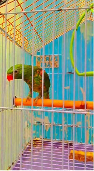 sunconour 30k Green lorry 30k red collar lorry 30k