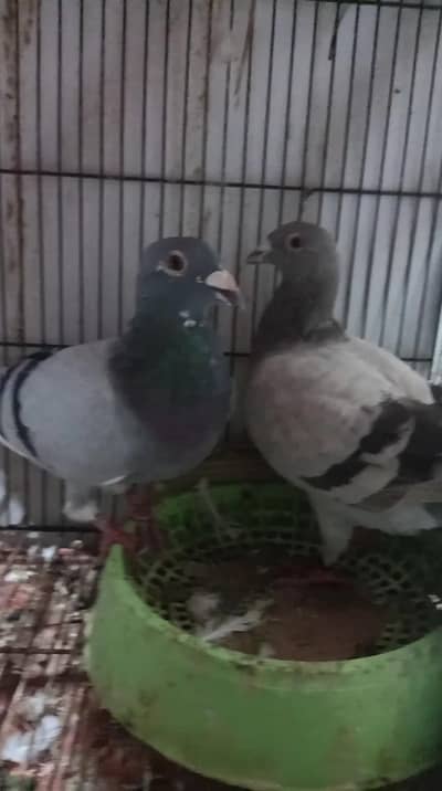 Qasad Breder pair For Sale