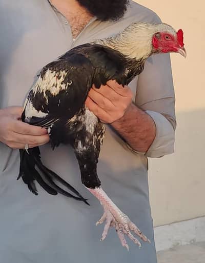 PURE Sindhi JAGEERI Java