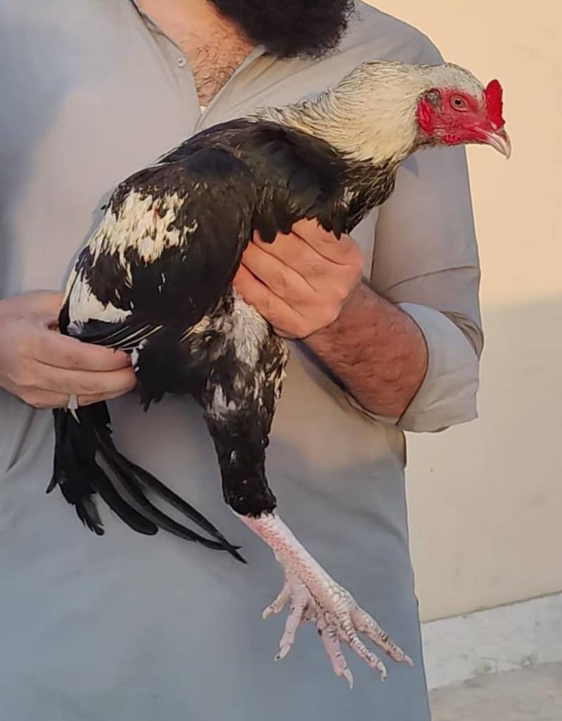 PURE Sindhi JAGEERI Java 0