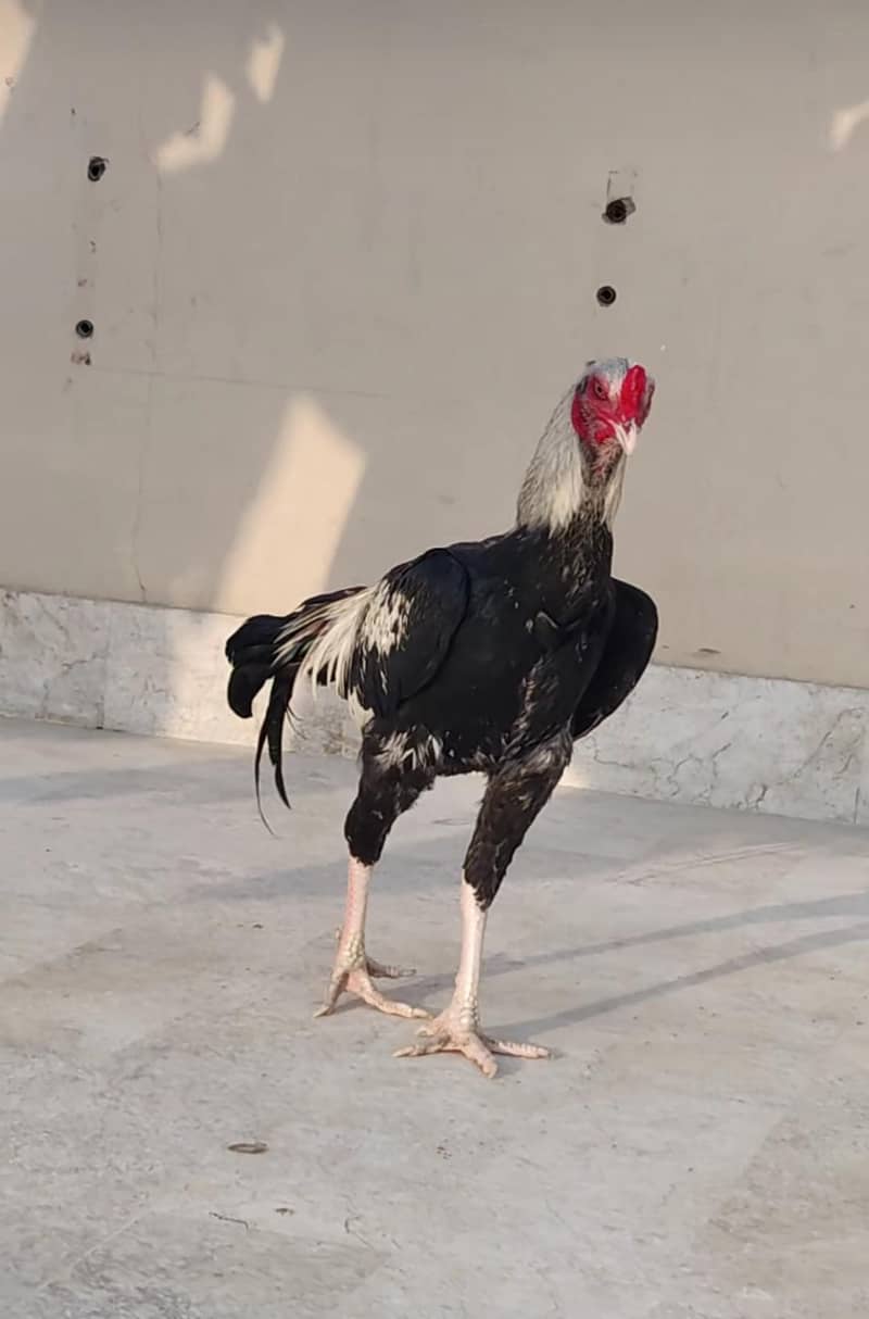 PURE Sindhi JAGEERI Java 1
