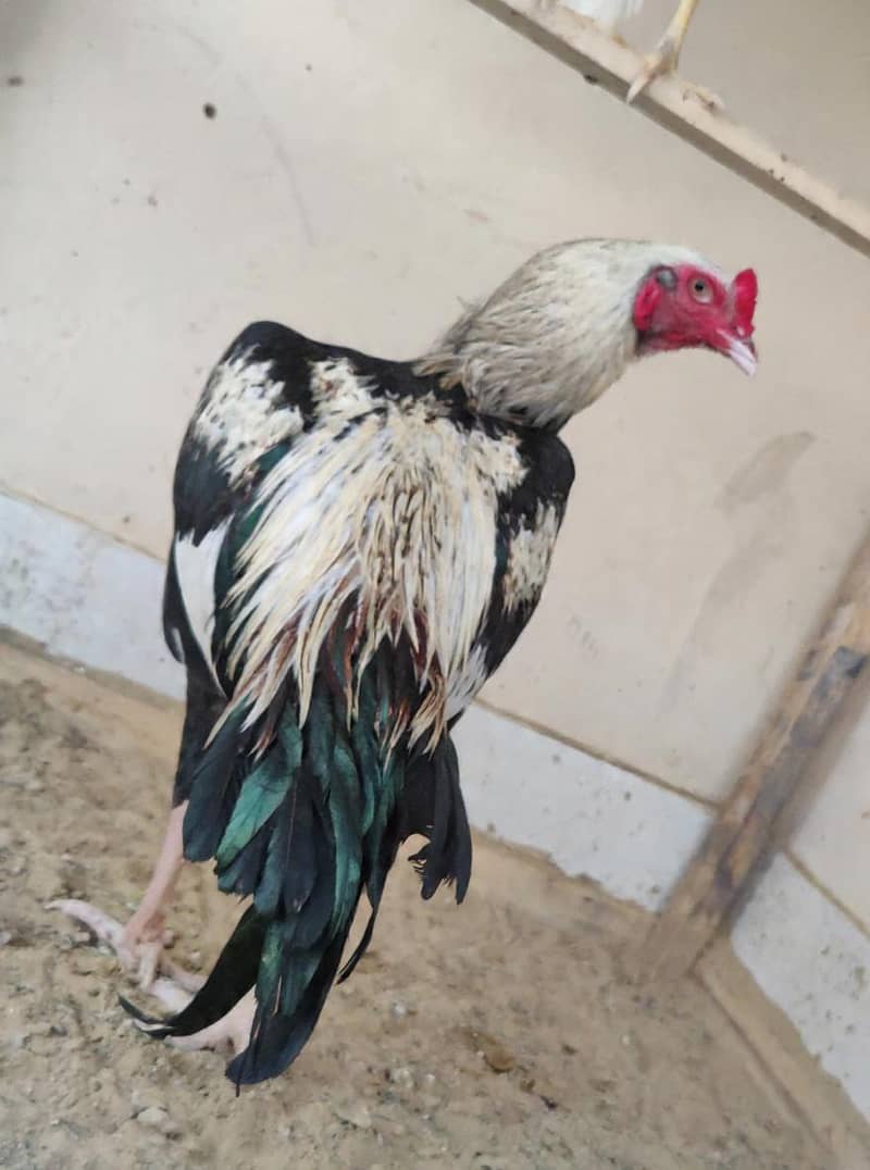 PURE Sindhi JAGEERI Java 2