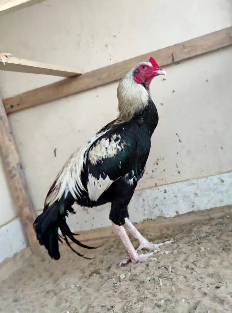 PURE Sindhi JAGEERI Java 3