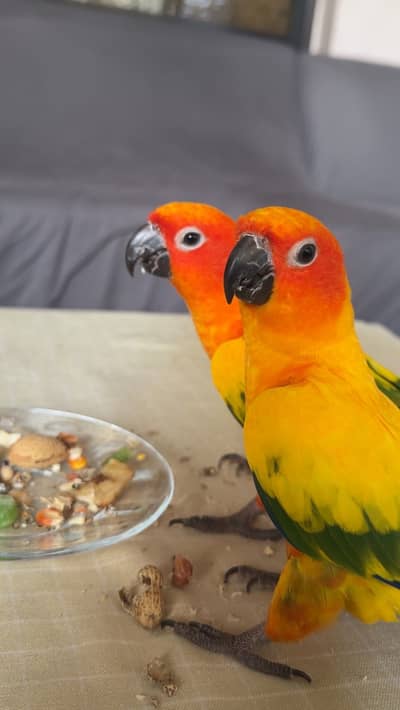 sun conure for sale