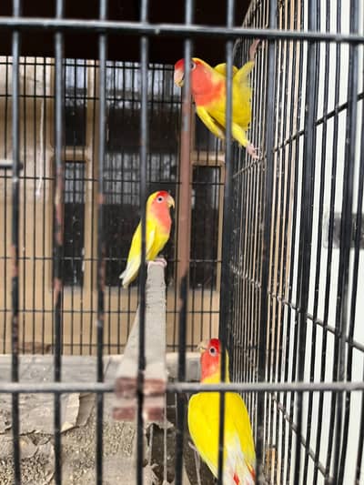 lutino love birds red eyes for sale. Breeder pairs for sale.